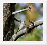 Spotted flycatcher_Harmaasieppo * 1356 x 1299 * (1.26MB)
